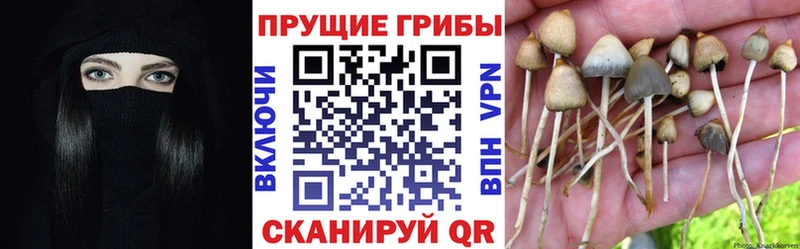 кракен вход  Острогожск  Псилоцибиновые грибы прущие грибы 